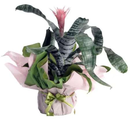 Pink Bromeliad