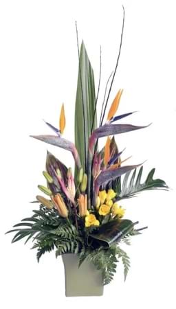 Tropical Bird