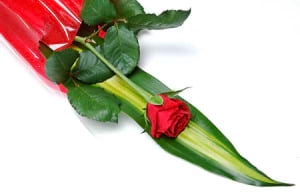 Single Red Rose