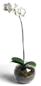 Phalanopsis in Bowl